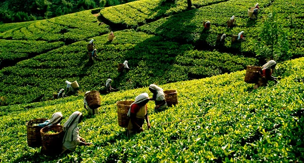 Sri Lanka Island Tour