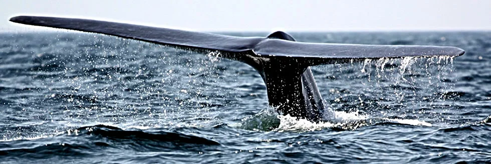 Sri Lanka SPECIAL MARINE WILDLIFE TOUR